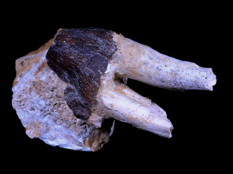 3" Basilosaurus Tooth Rooted 34 Mil Yrs Old Late Eocene COA - Fossil Age Minerals