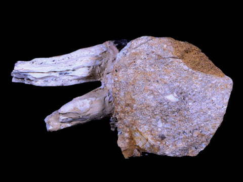 3" Basilosaurus Tooth Rooted 34 Mil Yrs Old Late Eocene COA - Fossil Age Minerals