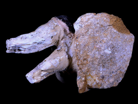 3" Basilosaurus Tooth Rooted 34 Mil Yrs Old Late Eocene COA - Fossil Age Minerals