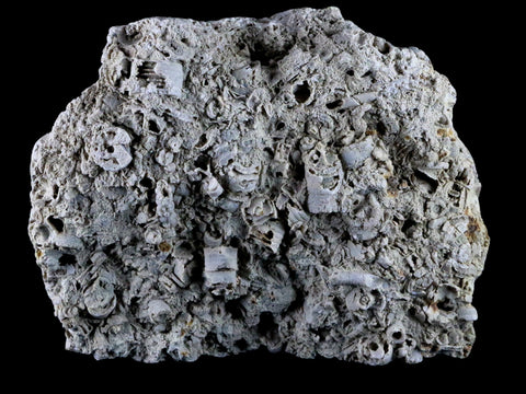 XL 5.5" Quality Crinoid Stems Echinoderm Fossil Plate Matrix Sea Lilly 1 LB 5 OZ - Fossil Age Minerals