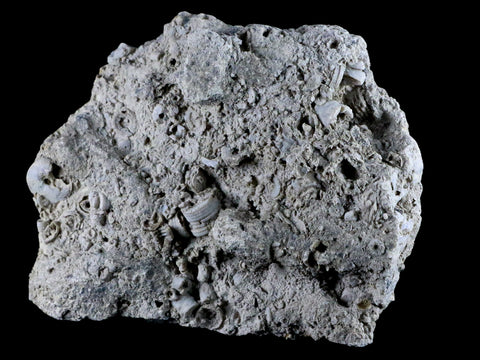 XL 5.5" Quality Crinoid Stems Echinoderm Fossil Plate Matrix Sea Lilly 1 LB 5 OZ - Fossil Age Minerals