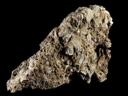 XL 7" Quality Crinoid Stems Echinoderm Fossil Plate Matrix Sea Lilly 1 LB 15.5 OZ