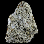 XL 6.2" Quality Crinoid Stems Echinoderm Fossil Plate Matrix Sea Lilly 1 LB 5.5 OZ