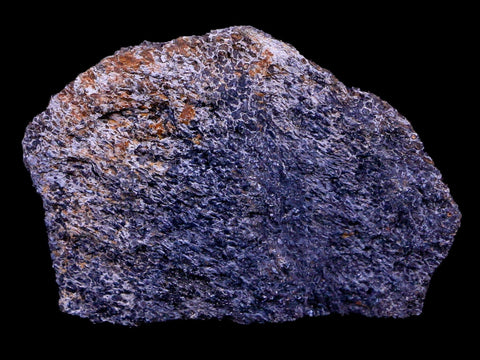 2.1" Lambeosaurus Fossil Bone Judith River FM Montana Cretaceous Dinosaur COA - Fossil Age Minerals