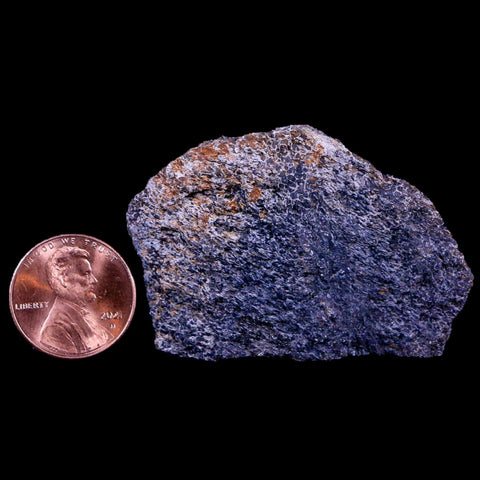 2.1" Lambeosaurus Fossil Bone Judith River FM Montana Cretaceous Dinosaur COA - Fossil Age Minerals