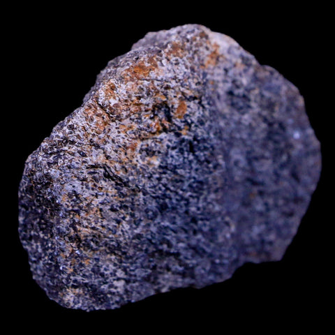 2.1" Lambeosaurus Fossil Bone Judith River FM Montana Cretaceous Dinosaur COA - Fossil Age Minerals