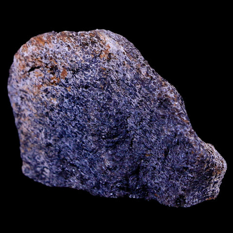 2.1" Lambeosaurus Fossil Bone Judith River FM Montana Cretaceous Dinosaur COA - Fossil Age Minerals