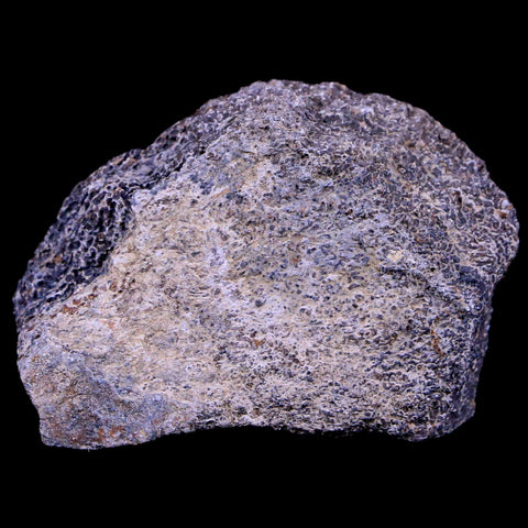 2.1" Lambeosaurus Fossil Bone Judith River FM Montana Cretaceous Dinosaur COA - Fossil Age Minerals