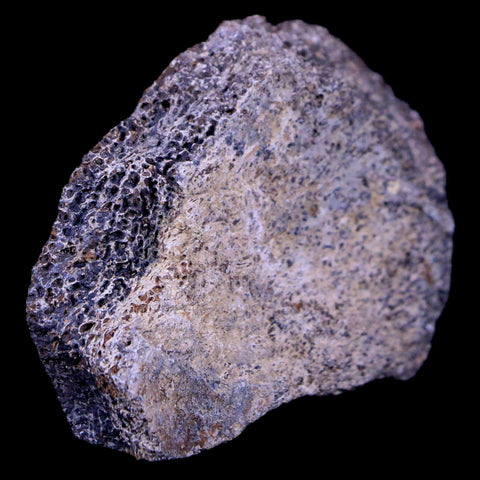 2.1" Lambeosaurus Fossil Bone Judith River FM Montana Cretaceous Dinosaur COA - Fossil Age Minerals