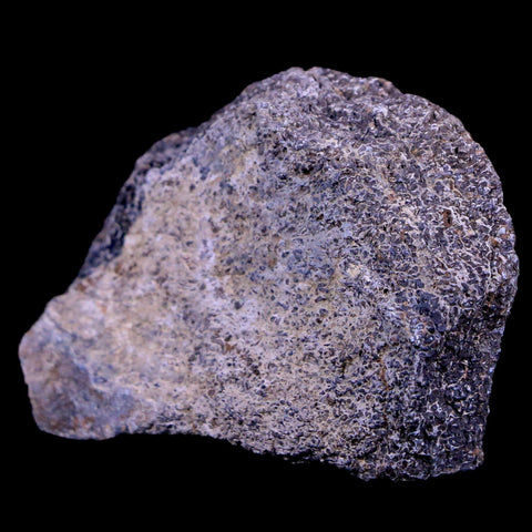 2.1" Lambeosaurus Fossil Bone Judith River FM Montana Cretaceous Dinosaur COA - Fossil Age Minerals