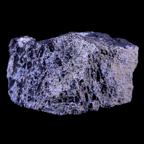 1.9" Lambeosaurus Fossil Bone Judith River FM Montana Cretaceous Dinosaur COA - Fossil Age Minerals