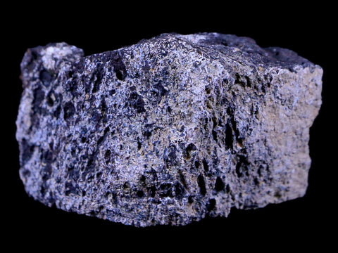 1.9" Lambeosaurus Fossil Bone Judith River FM Montana Cretaceous Dinosaur COA - Fossil Age Minerals