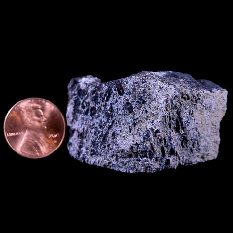 1.9" Lambeosaurus Fossil Bone Judith River FM Montana Cretaceous Dinosaur COA - Fossil Age Minerals