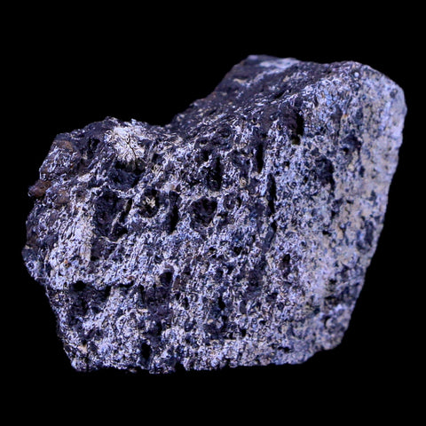 1.9" Lambeosaurus Fossil Bone Judith River FM Montana Cretaceous Dinosaur COA - Fossil Age Minerals