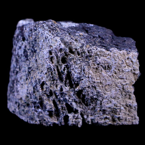 1.9" Lambeosaurus Fossil Bone Judith River FM Montana Cretaceous Dinosaur COA - Fossil Age Minerals