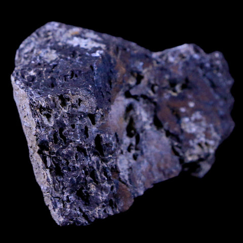 1.9" Lambeosaurus Fossil Bone Judith River FM Montana Cretaceous Dinosaur COA - Fossil Age Minerals