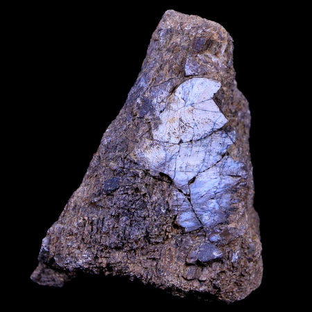 1.9" Lambeosaurus Fossil Bone Judith River FM Montana Cretaceous Dinosaur COA