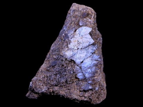 1.9" Lambeosaurus Fossil Bone Judith River FM Montana Cretaceous Dinosaur COA - Fossil Age Minerals