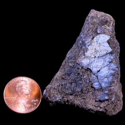 1.9" Lambeosaurus Fossil Bone Judith River FM Montana Cretaceous Dinosaur COA - Fossil Age Minerals