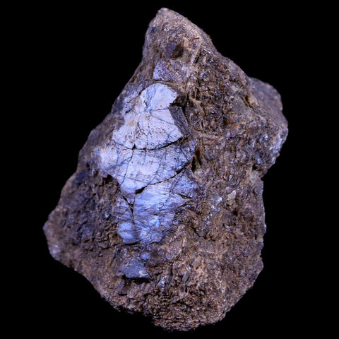 1.9" Lambeosaurus Fossil Bone Judith River FM Montana Cretaceous Dinosaur COA - Fossil Age Minerals