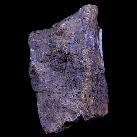 1.9" Lambeosaurus Fossil Bone Judith River FM Montana Cretaceous Dinosaur COA - Fossil Age Minerals