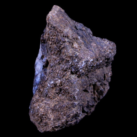 1.9" Lambeosaurus Fossil Bone Judith River FM Montana Cretaceous Dinosaur COA - Fossil Age Minerals