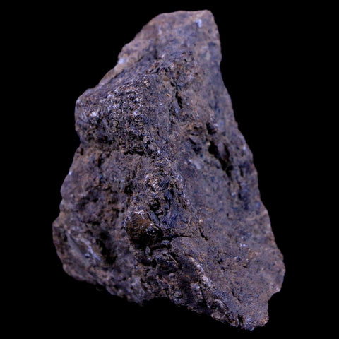 1.9" Lambeosaurus Fossil Bone Judith River FM Montana Cretaceous Dinosaur COA - Fossil Age Minerals