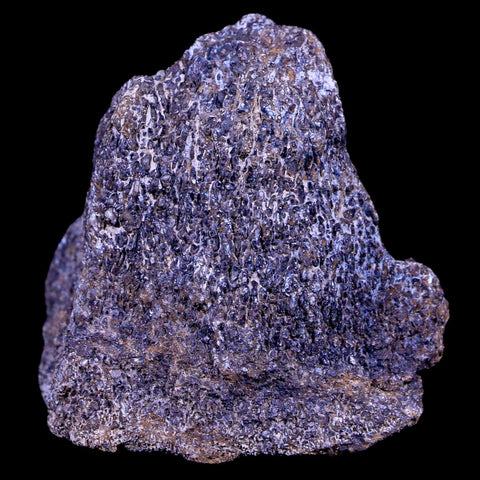 1.9" Lambeosaurus Fossil Bone Judith River FM Montana Cretaceous Dinosaur COA - Fossil Age Minerals