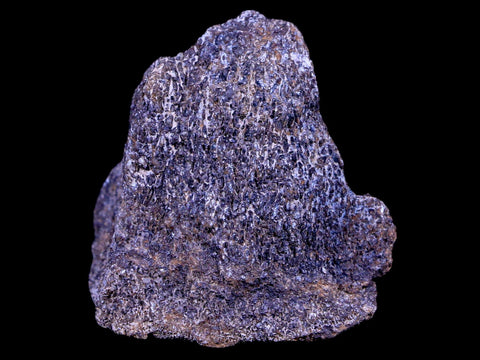 1.9" Lambeosaurus Fossil Bone Judith River FM Montana Cretaceous Dinosaur COA - Fossil Age Minerals