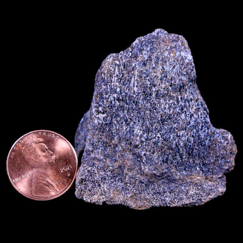 1.9" Lambeosaurus Fossil Bone Judith River FM Montana Cretaceous Dinosaur COA - Fossil Age Minerals