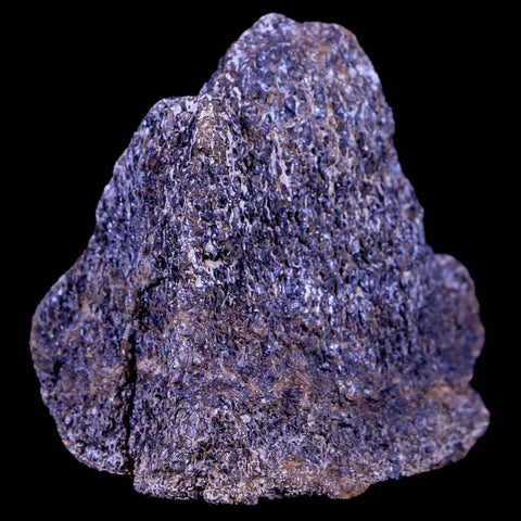 1.9" Lambeosaurus Fossil Bone Judith River FM Montana Cretaceous Dinosaur COA - Fossil Age Minerals