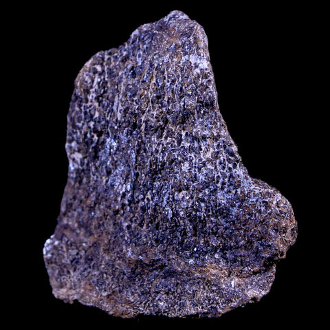 1.9" Lambeosaurus Fossil Bone Judith River FM Montana Cretaceous Dinosaur COA - Fossil Age Minerals