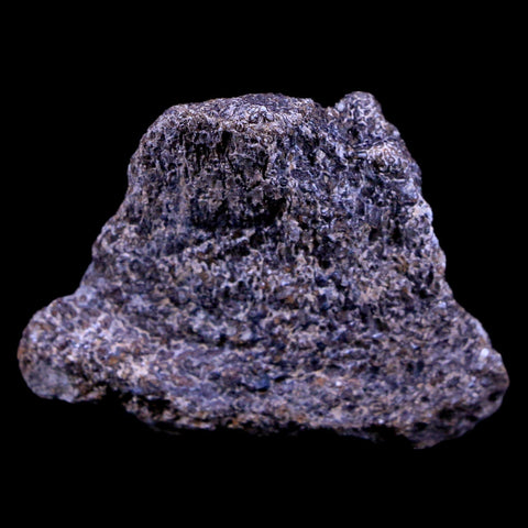 1.9" Lambeosaurus Fossil Bone Judith River FM Montana Cretaceous Dinosaur COA - Fossil Age Minerals