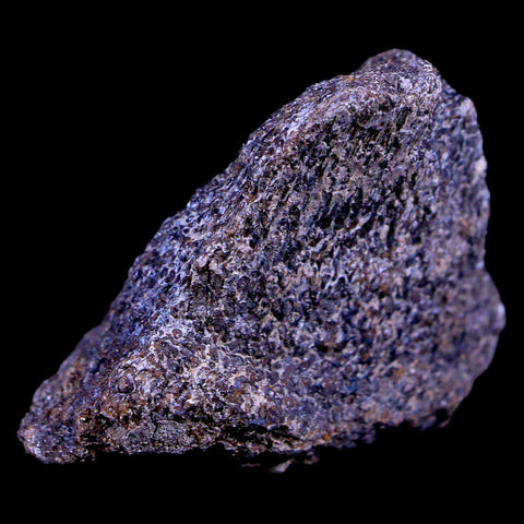 1.9" Lambeosaurus Fossil Bone Judith River FM Montana Cretaceous Dinosaur COA - Fossil Age Minerals