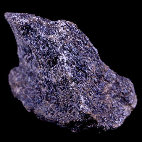 1.9" Lambeosaurus Fossil Bone Judith River FM Montana Cretaceous Dinosaur COA - Fossil Age Minerals