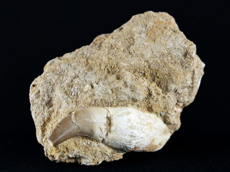 2.4" Mosasaur Platecarpus Fossil Tooth In Matrix Cretaceous Dinosaur Era COA