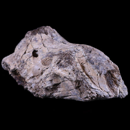 4" Edmontosaurus Dinosaur Fossil Brian Case Bone Section Lance Creek WY COA