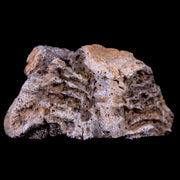 3.2" Pachycephalosaurus Dinosaur Fossil Neck Vertebrae Bone Lance Creek WY COA