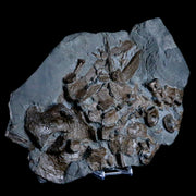 12" Ichthyosaurus Fossil Bone Cluster Stenopteryguis Sp Holzmaden Germany Stand