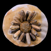 2.6" Highly Detailed Asterocidaris Sea Urchin Fossil Echinoid Boulmane Morocco