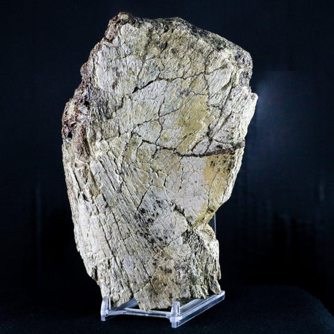 XL 6.5" Edmontosaurus Fossil Pelvis Bone Lance Creek Cretaceous Dinosaur WY COA - Fossil Age Minerals
