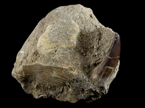 1.9" Plesiosaur Zarafasaura Tooth Fossil In Matrix Cretaceous Dinosaur Era COA - Fossil Age Minerals