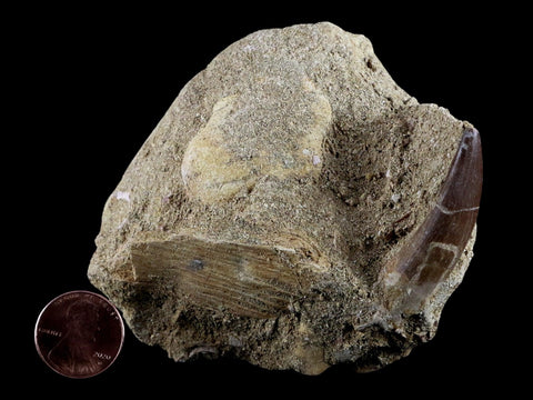 1.9" Plesiosaur Zarafasaura Tooth Fossil In Matrix Cretaceous Dinosaur Era COA - Fossil Age Minerals