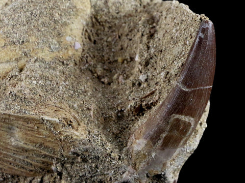 1.9" Plesiosaur Zarafasaura Tooth Fossil In Matrix Cretaceous Dinosaur Era COA - Fossil Age Minerals