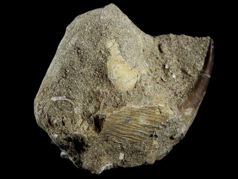 1.9" Plesiosaur Zarafasaura Tooth Fossil In Matrix Cretaceous Dinosaur Era COA - Fossil Age Minerals