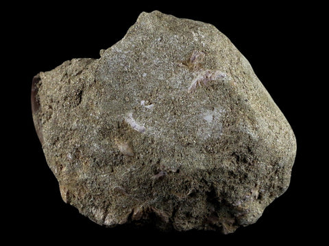1.9" Plesiosaur Zarafasaura Tooth Fossil In Matrix Cretaceous Dinosaur Era COA - Fossil Age Minerals