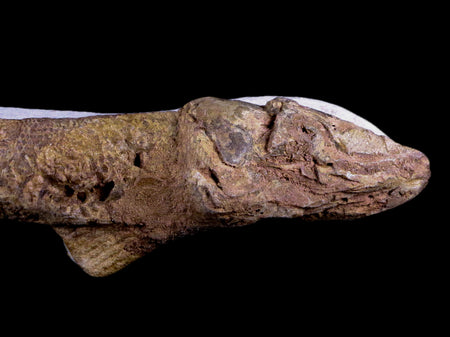 9" Fish Fossil In Matrix Cretaceous Dinosaur Age Atlas Mountains Goulmima Morocco