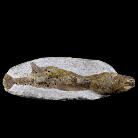 7.9" Fish Fossil In Matrix Cretaceous Dinosaur Age Atlas Mountains Goulmima Morocco