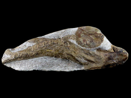 7.6" Fish Fossil In Matrix Cretaceous Dinosaur Age Atlas Mountains Goulmima Morocco