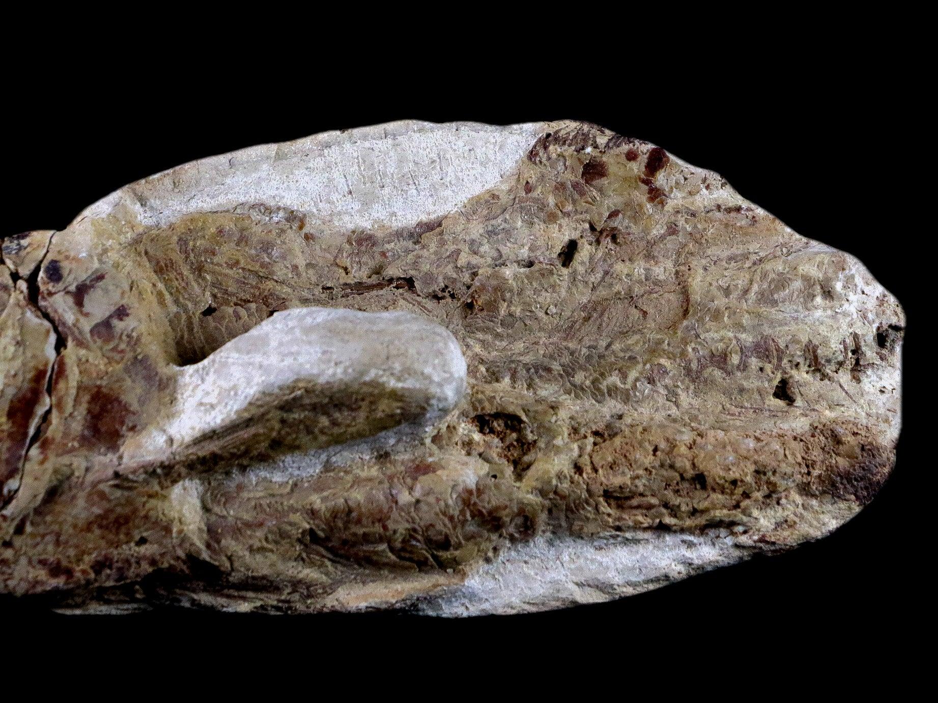 6.8" Goulmimichthys Fish Fossil In Matrix Cretaceous Dinosaur Age Goulmima Morocco - Fossil Age Minerals